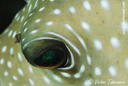 The reef reflected in a Puffer´s eye by Victor Tabernero 